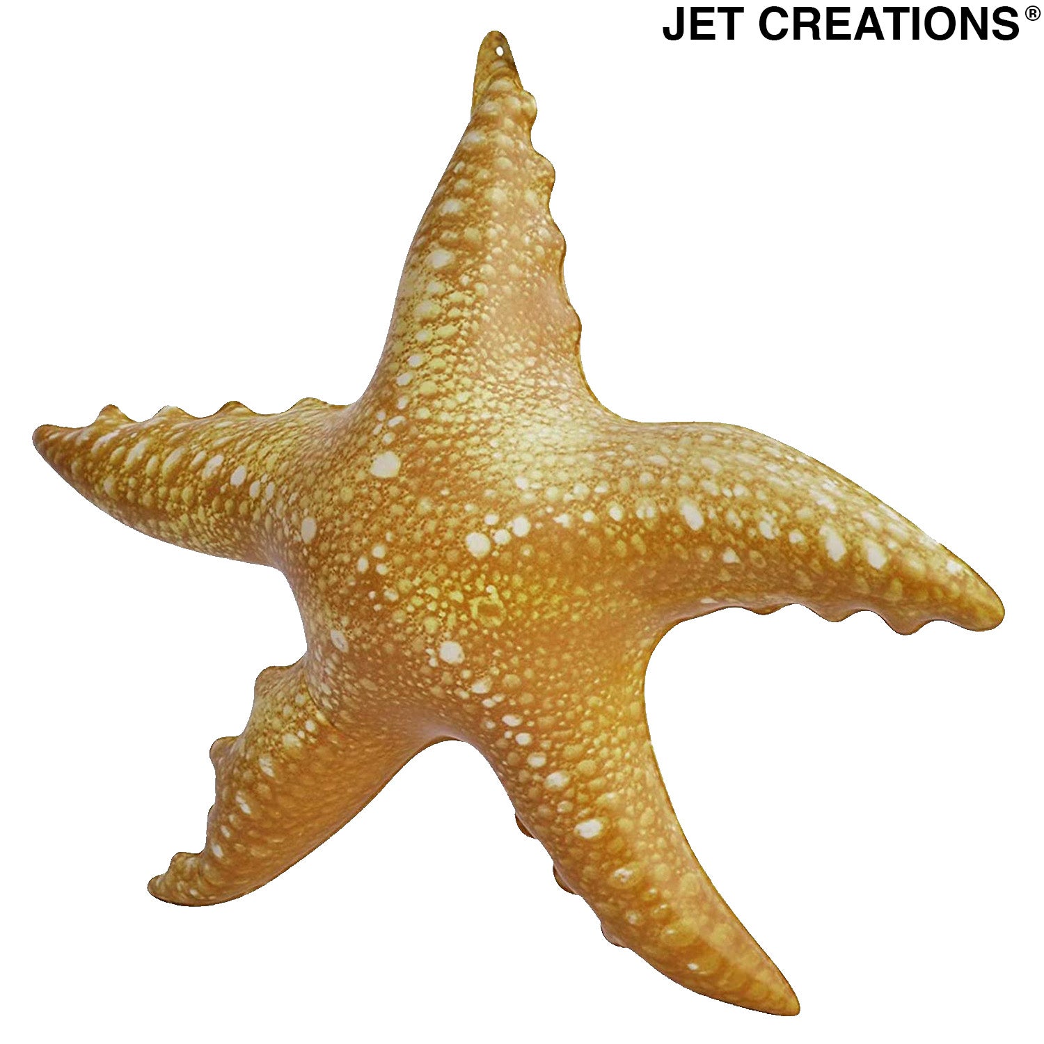 starfish starfishes star fish star fishes ocean life sea sea life creature  Stock Photo - Alamy